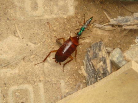 Emerald cockroach wasp (Ampulex compressa)